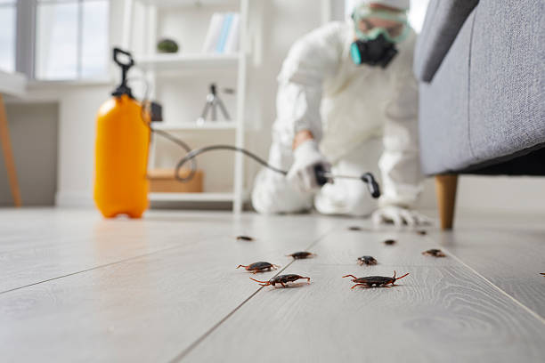 Commercial Kitchen Cockroach Control in Dundee